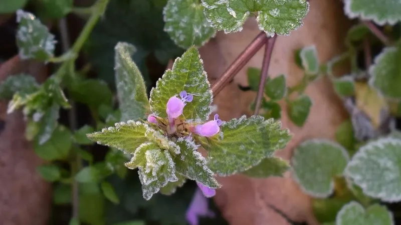 Шашты қынаптары бар жетілген жыныстық қатынас
