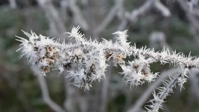 Синоптиктер жұмада үсік жүреді деп күтілетін өңірлерді атады