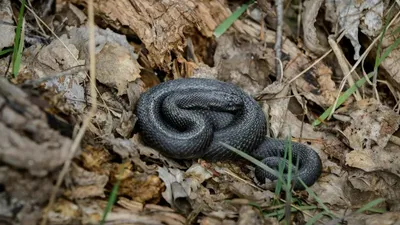 Қазақстандықтарға "Бурабай" ұлттық паркіндегі жыландарға қатысты ескерту жасалды , сурет - Zakon.kz жаңалық 04.09.2025 13:48