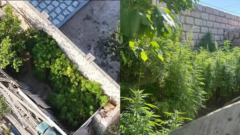 Маңғыстау облысында есірткі өсімдіктерін заңсыз өсіру дерегі анықталды