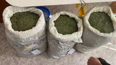 Түрксіб станциясындағы желілік полиция бөлімінің қызметкерлері "Қарасора – 2025" жедел-профилактикалық іс-шарасын өткізу барысында Жамбыл облысы Меркі ауданындағы құрамында есірткі заттары бар жабайы өсімдіктер өсетін аумақта 30 жастағы жергілікті тұрғынды ұстады., сурет - Zakon.kz жаңалық 05.09.2025 15:33