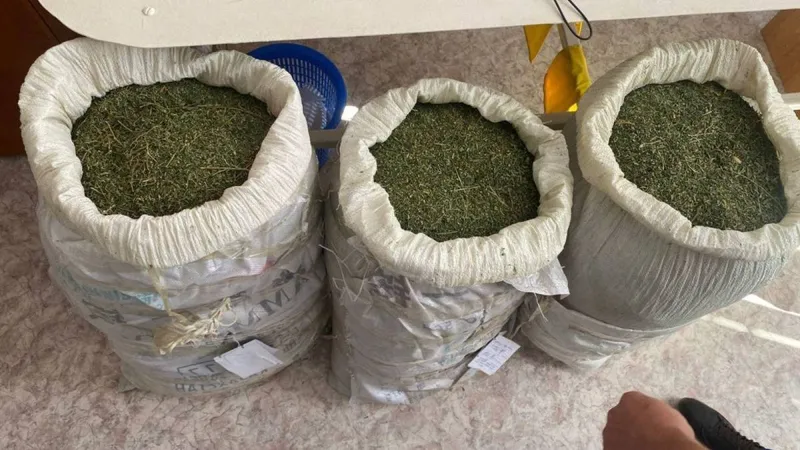 Жамбыл облысында көлік полицейлері ер адамнан 56 келі марихуана тәркіледі