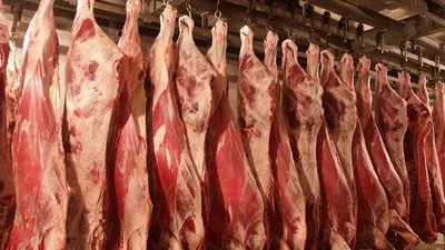 Сиыр еті, тапшылық, АШМ, экспорт, шектеу, сурет - Zakon.kz жаңалық 07.09.2025 15:55