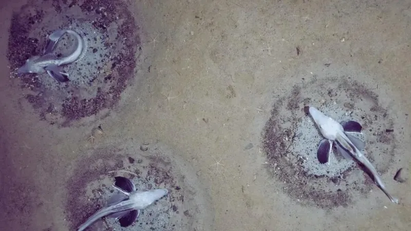 Жалаған қынаптың фотосы