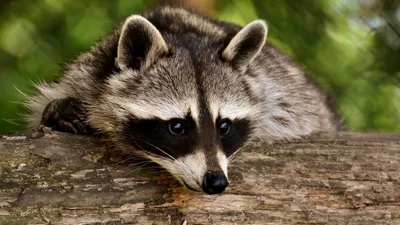 Америкалық медбике ес-түссіз жатқан жанаттың күшіктерін құтқарып қалды , сурет - Zakon.kz жаңалық 09.09.2025 10:51