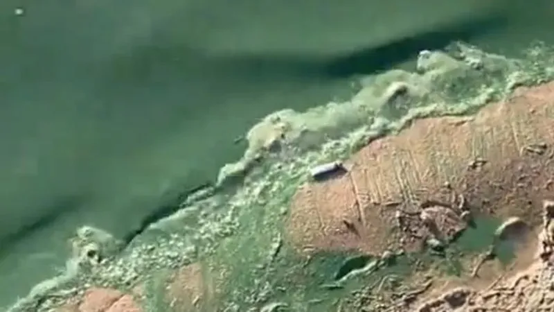 Жайық өзенінің жасылға боялуы, судағы мұнай өнімдерінің артуынан болып шықты