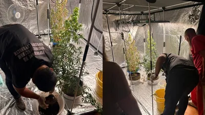 Өскеменде үй жағдайында қарасора өсіру фактісі әшкереленді, сурет - Zakon.kz жаңалық 11.09.2025 17:21