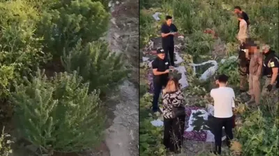 Шымкент тұрғыны есірткі плантациясын көкөністер арасында жасырған. , сурет - Zakon.kz жаңалық 12.09.2025 12:54