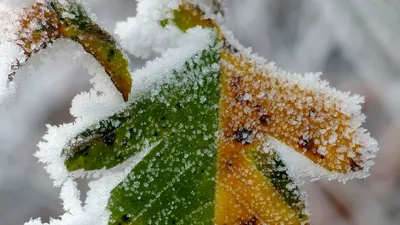 17 қыркүйекте Қазақстанның қай өңірінде үсік жүреді, сурет - Zakon.kz жаңалық 16.09.2025 18:40