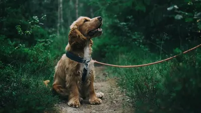 Ғалымдар ит асырайтын адамдарды ондаған жыл бойы зерттеп, күтпеген қорытындыға келді, сурет - Zakon.kz жаңалық 16.09.2025 15:14