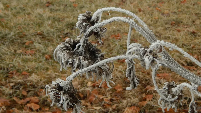 Синоптиктер жұма күні Қазақстанның қай облысында -2°C дейін үсік болатынын айтты, сурет - Zakon.kz жаңалық 18.09.2025 19:11
