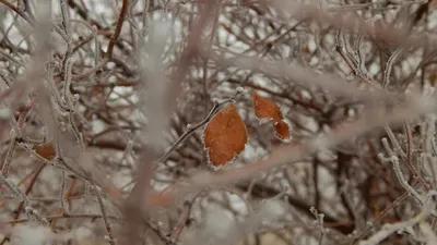 Қазақстанның орталық бөлігінде 20 қыркүйек күні -1°С дейін үсік күтіледі , сурет - Zakon.kz жаңалық 19.09.2025 17:12
