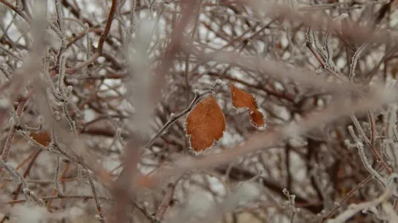 Қазақстанның орталық бөлігінде 20 қыркүйек күні -1°С дейін үсік күтіледі