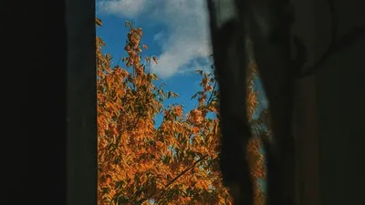 Күз, ауа райы болжамы, Қазақстан, 23 қыркүйек, сурет - Zakon.kz жаңалық 22.09.2025 17:54