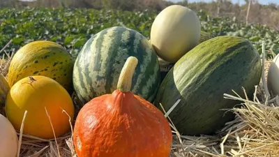 Неге Қызылорданың қарбыздары ең тәтті: шаруалардың өсіру құпиялары, сурет - Zakon.kz жаңалық 22.09.2025 16:56