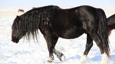 Абай облысының жылқылары республикалық көрмеде топ жарды, сурет - Zakon.kz жаңалық 22.09.2025 11:39