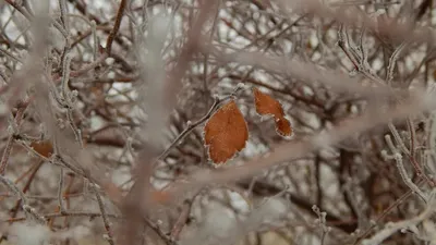 Қар, ауа райы болжамы, 23 қыркүйек, Қазақстан, дауылды ескерту, сурет - Zakon.kz жаңалық 22.09.2025 21:59