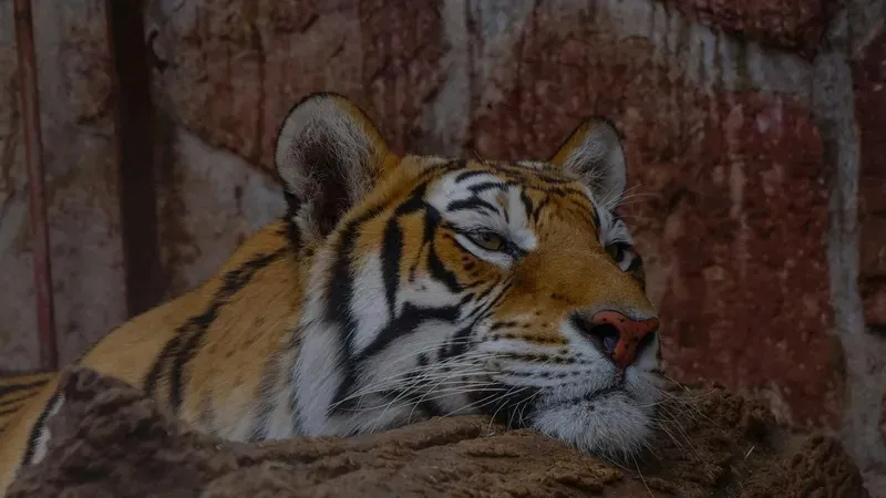 АҚШ-та танымал аң үйретушіні жолбарыс талап өлтірді