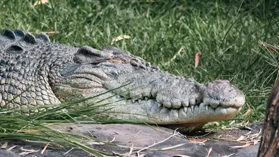 Малайзияда қолтырауын қарияның көз алдында ер адамды жеп қойды, сурет - Zakon.kz жаңалық 23.09.2025 13:32