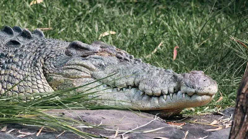 Малайзияда қолтырауын қарияның көз алдында ер адамды жеп қойды