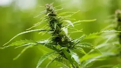 Қазақстан Үкіметі 2025 жылғы 22 қыркүйектегі қаулысымен наркотикалық және психотроптық заттарды өндіру немесе жасауға қатысты емес, өнеркәсіптік мақсаттарда өсіруге рұқсат етілген 218 конопля (каннабис) тұқымын бекітті, деп хабарлайды Zakon.kz., сурет - Zakon.kz жаңалық 24.09.2025 13:37