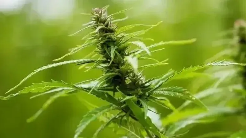Қазақстанда заңды түрде өсірілетін конопля тұқымдары: жаңа реттеу және рұқсаттар
