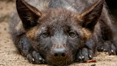 Новосібір зоопаркіндегі өрт кезінде жануарлар тірідей жанып кетті, сурет - Zakon.kz жаңалық 24.09.2025 12:16