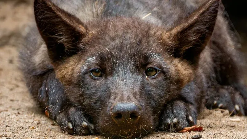 В-шыны бар порно бұрма Трусикадағы кончар жеке фотосурет