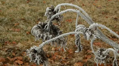 Үсік жүреді, ауа райы болжамы, Қазақстан, 25 қыркүйек, сурет - Zakon.kz жаңалық 24.09.2025 18:29