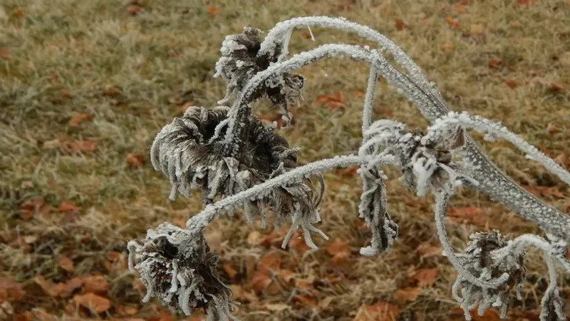 Қазақстанның қай өңірлерінде үсік жүреді: 25 қыркүйекке арналған ауа райы болжамы