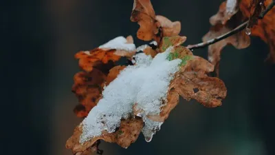 Қар, жаңбыр, ауа райы болжамы, Қазақстан, 29 қыркүйек, сурет - Zakon.kz жаңалық 28.09.2025 15:32