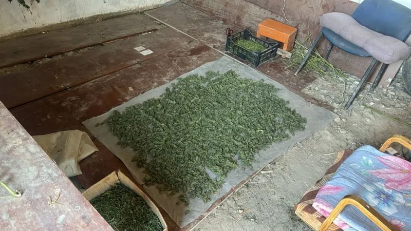 Қызылорда облысында ірі есірткі алқабы жойылды