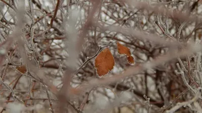 Қар, ауа райы болжамы, дауылды ескерту, 30 қыркүйек, Қазақстан, сурет - Zakon.kz жаңалық 29.09.2025 19:19