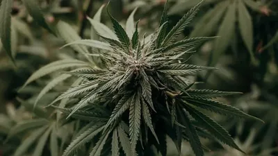 Қазақстанда қарасора өсіру шарттарына қойылатын талаптар бекітілді, сурет - Zakon.kz жаңалық 30.09.2025 14:09