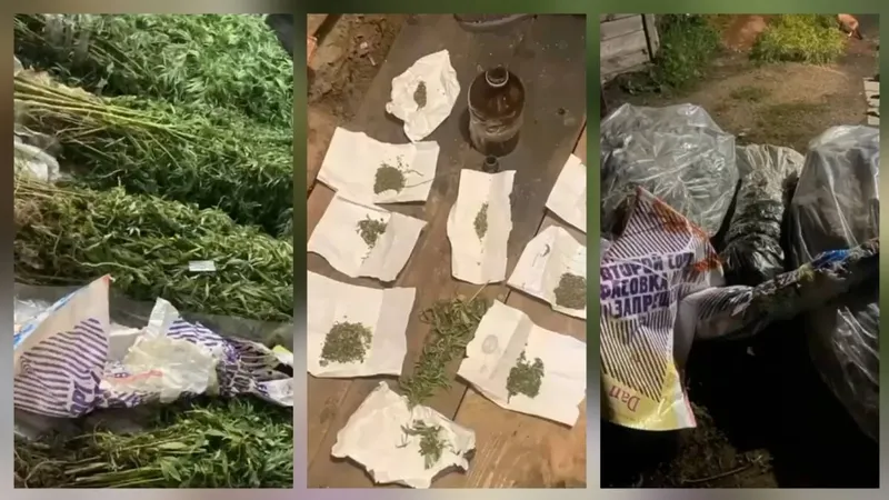 Көлік полицейлері Ақмола облысының тұрғынынан ірі көлемдегі есірткі тәркіледі