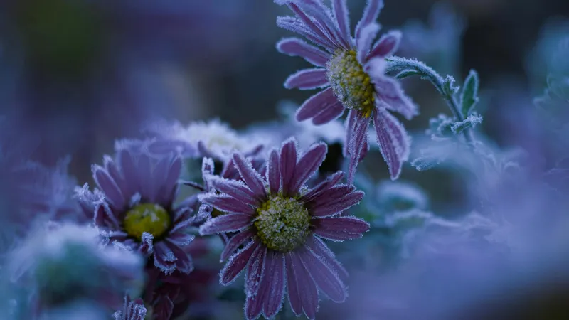 1 қазанда Қазақстанның төрт өңірінде -3°C дейін үсік болады