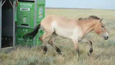 Қазақстанға табиғаттан жойылып бара жатқан 40 керқұлан әкелінеді, сурет - Zakon.kz жаңалық 30.09.2025 16:55