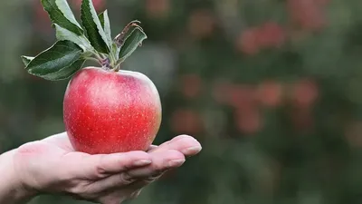 2025 жылғы 25 қыркүйекте Ауыл шаруашылығы министрінің міндетін атқарушының бұйрығымен Қазақстан Республикасында пайдалануға ұсынылатын селекциялық жетістіктердің мемлекеттік тізілімін жүргізу қағидаларына өзгерістер енгізілді, деп хабарлайды Zakon.kz., сурет - Zakon.kz жаңалық 02.10.2025 09:47