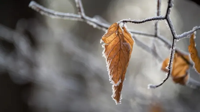 Еврей есегін жалап тұрған фото