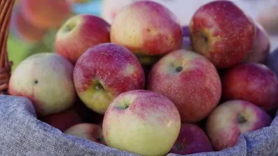 Алма бағы, Қазақстан, Ауылшаруашылығы министрлігі, сурет - Zakon.kz жаңалық 05.10.2025 15:40