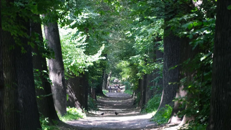 Баум тоғайында абаттандыру жұмыстары аясында бірде-бір ағаш кесілмейді