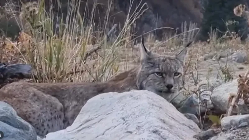 Алматы облысындағы ұлттық парк қызметкерлері сирек кездесетін жыртқышпен бетпе-бет келді