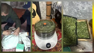 ШҚО-да полицейлер мен облыстық прокуратура Глубокое ауданының 22 жастағы тұрғынын есірткіні заңсыз сақтап, өсірді деген күдікпен ұстады, сурет - Zakon.kz жаңалық 06.10.2025 12:22