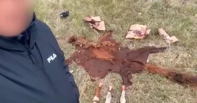 Астана маңында мал ұрлығымен айналысқан қылмыстық топ ұсталды, сурет - Zakon.kz жаңалық 08.10.2025 18:25