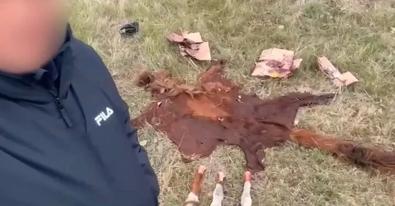 Астана маңында мал ұрлығымен айналысқан қылмыстық топ ұсталды