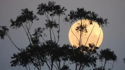 Ай, айдың толуы, сурет - Zakon.kz жаңалық 08.10.2025 11:40