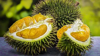 Сасық иісті деміс, дуриан , сурет - Zakon.kz жаңалық 08.10.2025 12:44