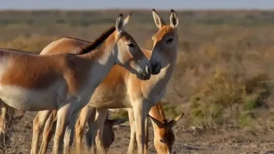 Қызыл кітапқа енген құландар "Алтын дала" резерваты аумағына бейімделді, сурет - Zakon.kz жаңалық 08.10.2025 23:03