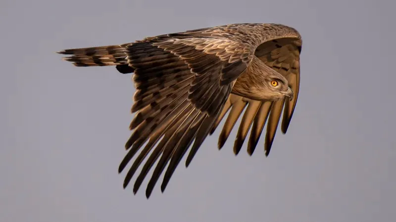 Алматылық фотограф елімізде сирек кездесетін құстардың бірегей суреттерін жариялады