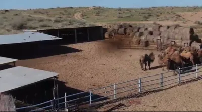 Жамбыл облысында 24,5 миллион теңгенің малын ұрлаған топ мүшелері сотталды, сурет - Zakon.kz жаңалық 09.10.2025 19:31